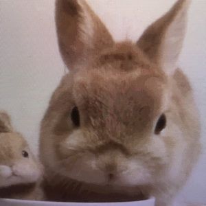 Meet your Posher, Laney